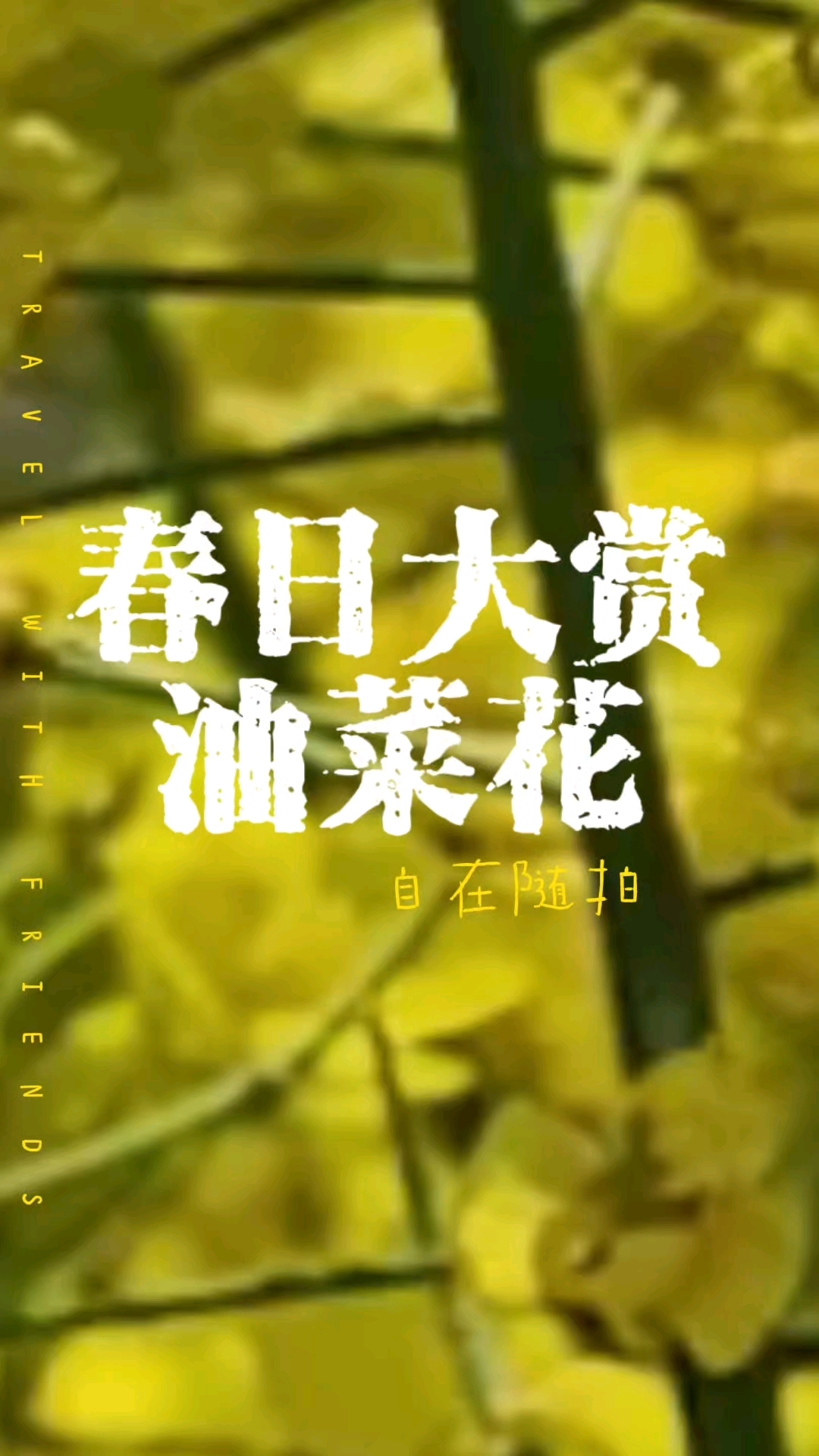 又到赏油菜花的季节,鲜亮的黄色,灿烂了春日,也点亮了好心情。