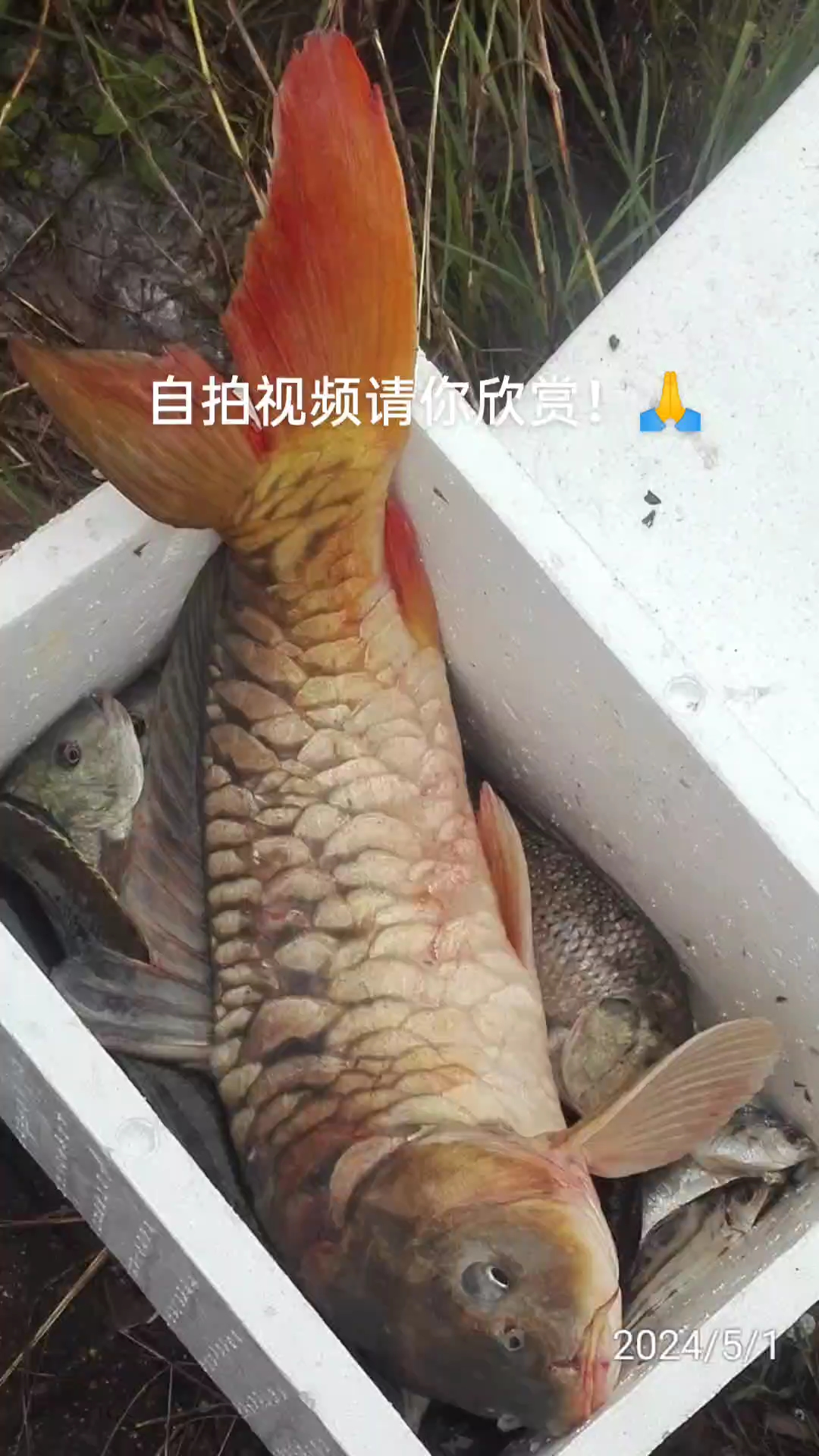 年年有鱼见者好运连连!