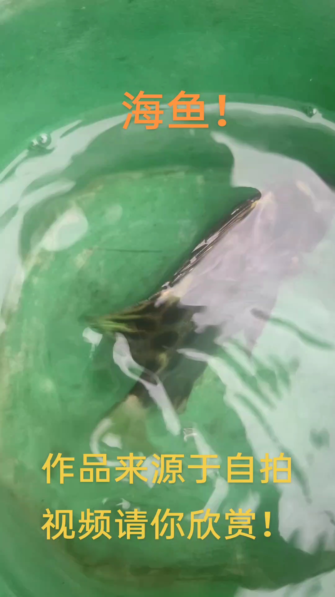 野生的海鱼你知道它叫什么名字吗?