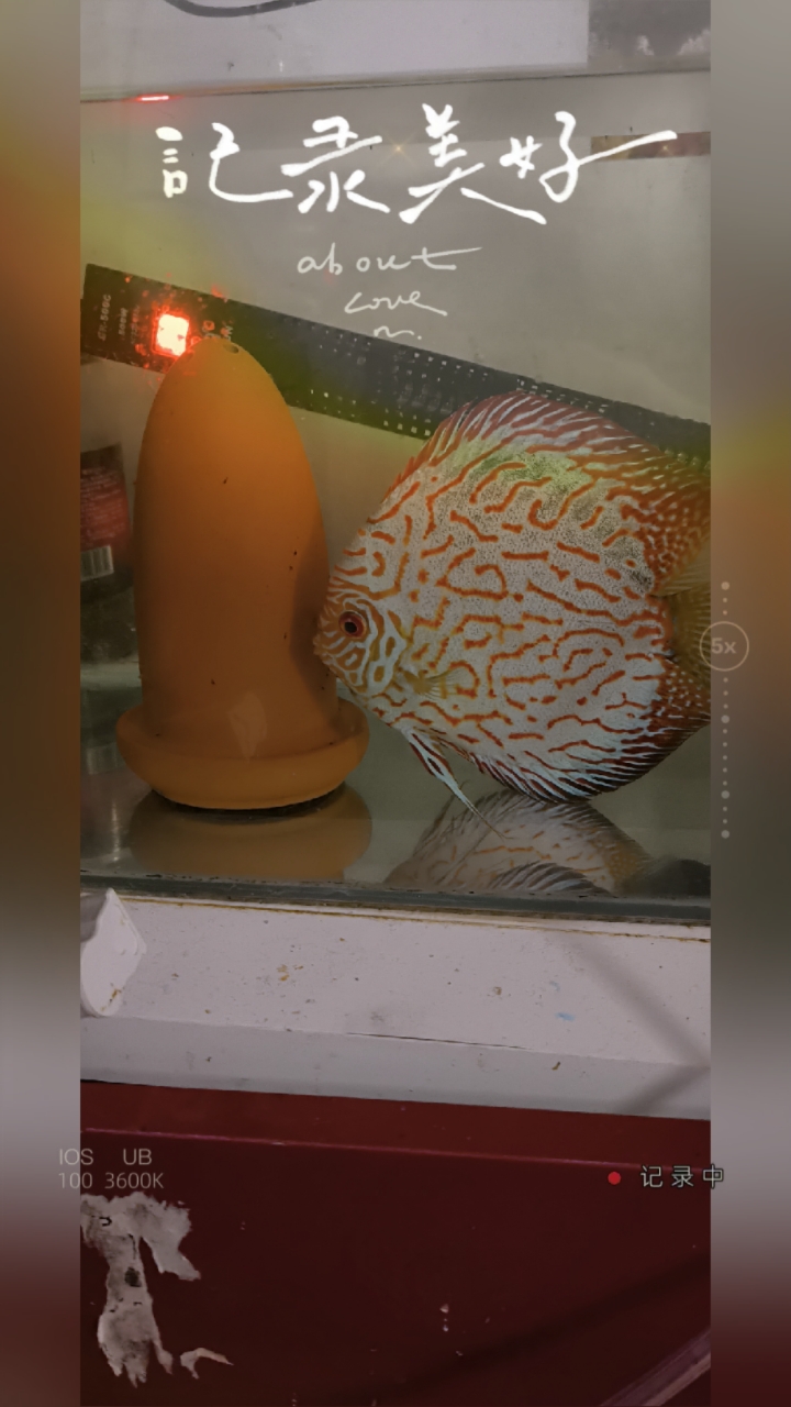白化黄金七彩神仙鱼十公分了