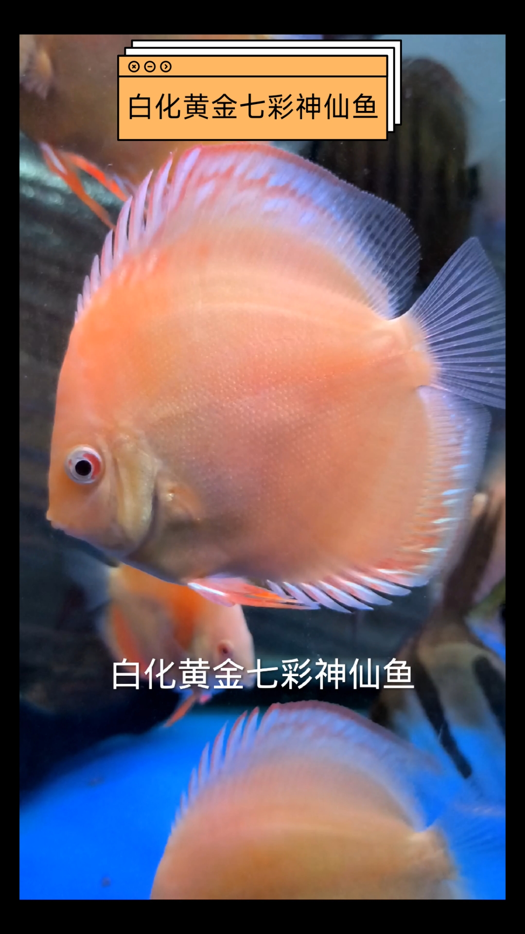 赤瞳黄金七彩神仙鱼