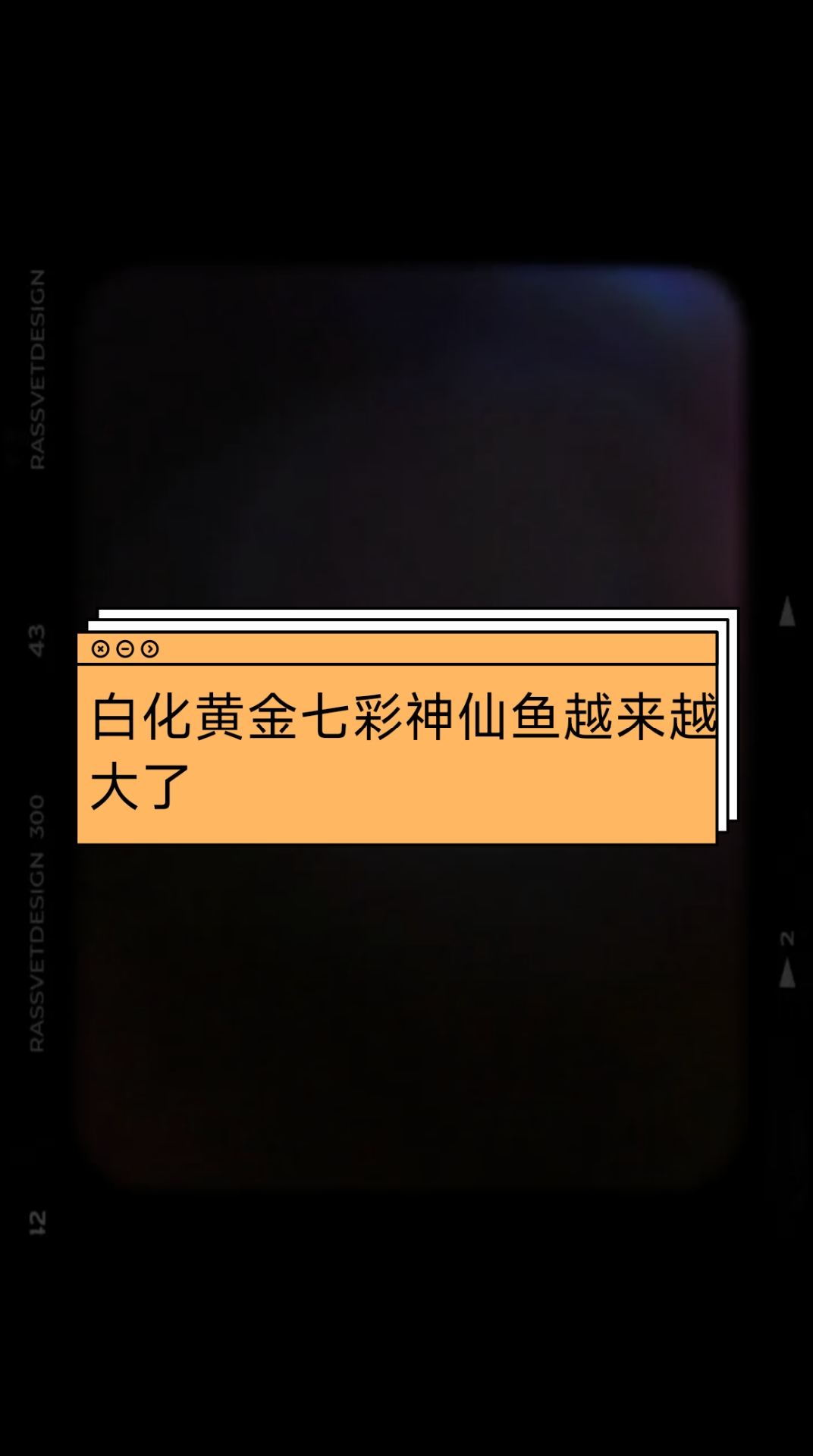 白化黄金七彩神仙鱼