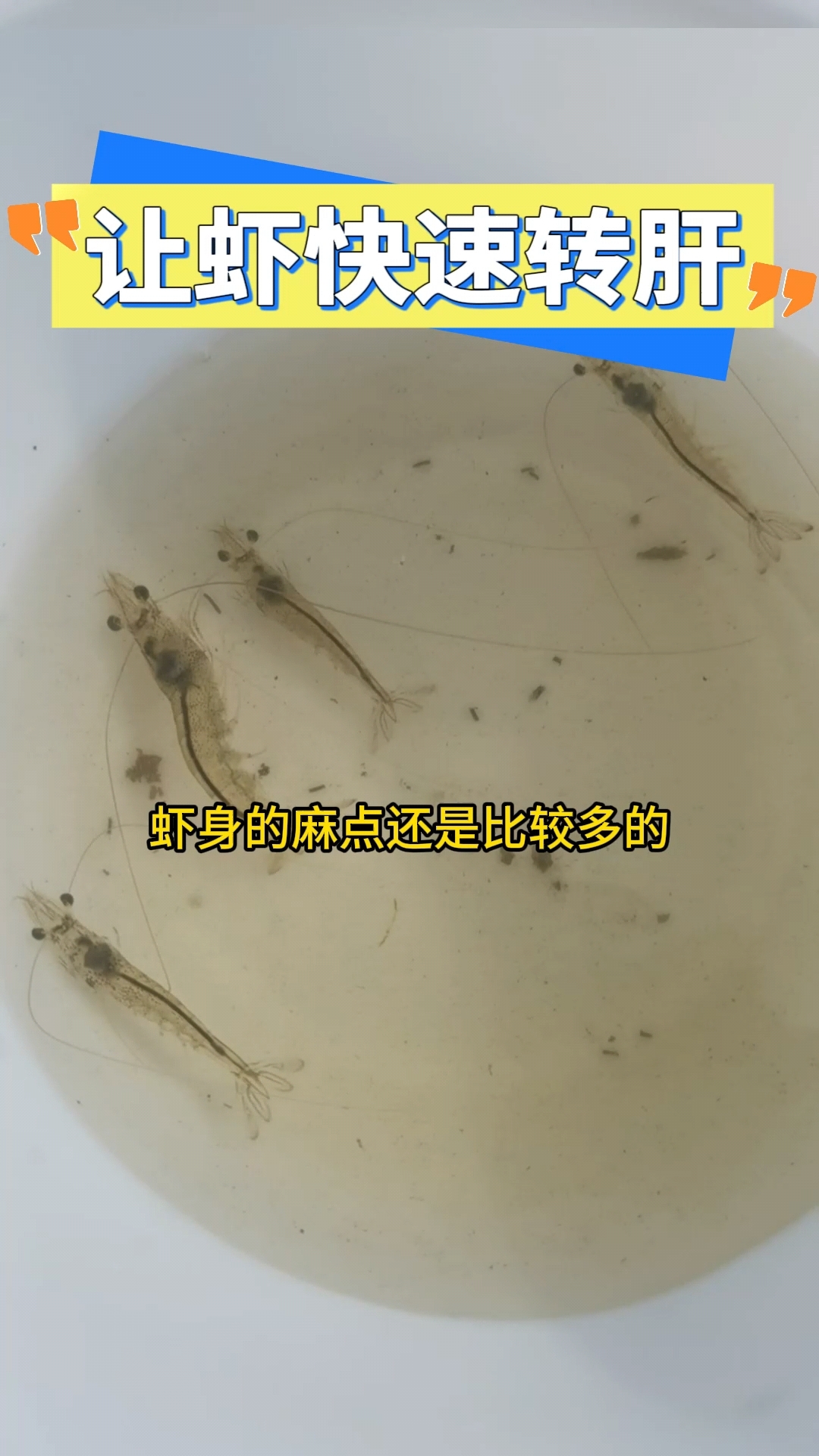 让虾快速转肝#澳保#水产养殖#对虾#转肝#苗期