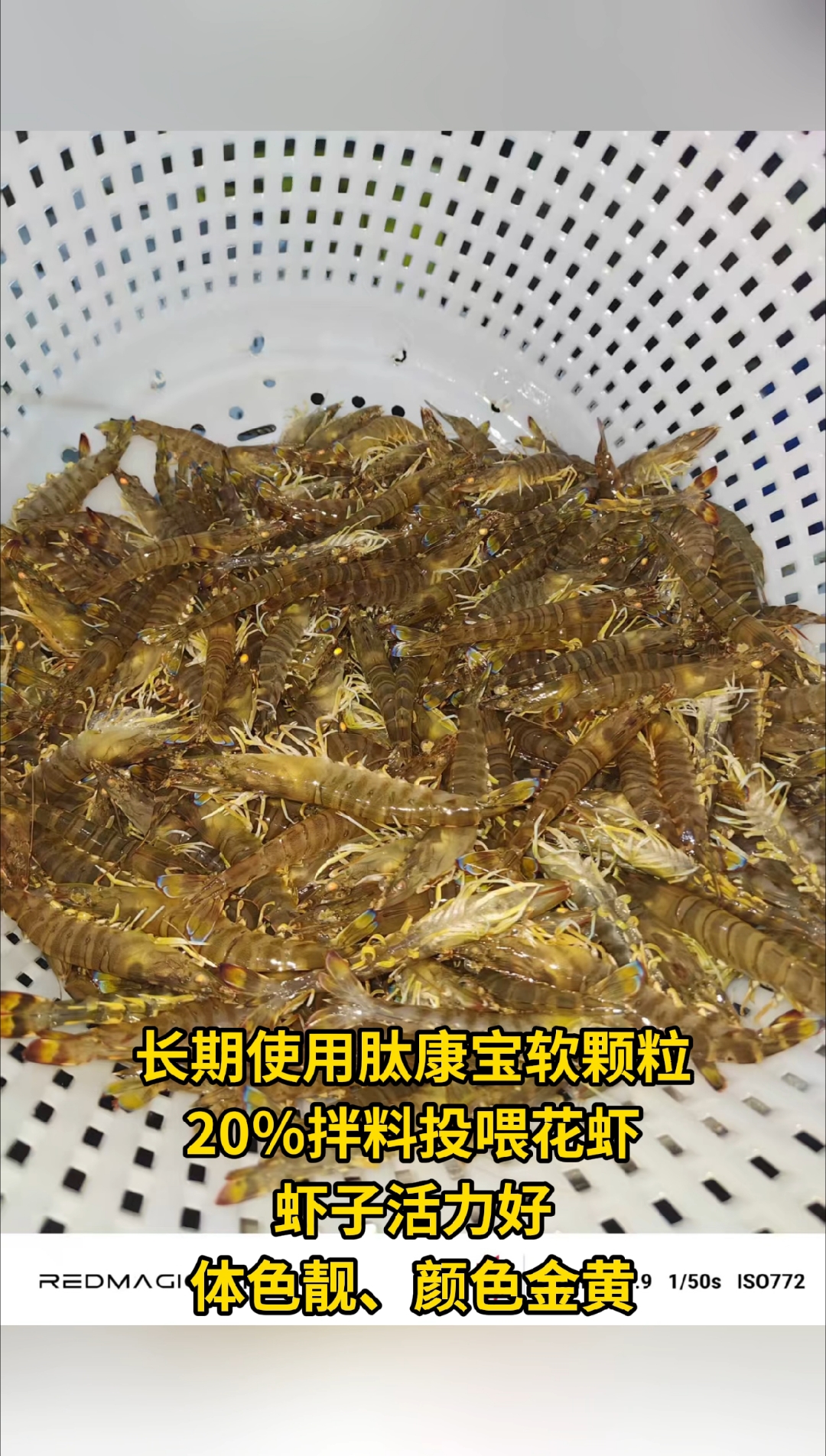 长期使用肽康宝软颗粒,20%拌料投喂花虾#澳保#水产养殖#对