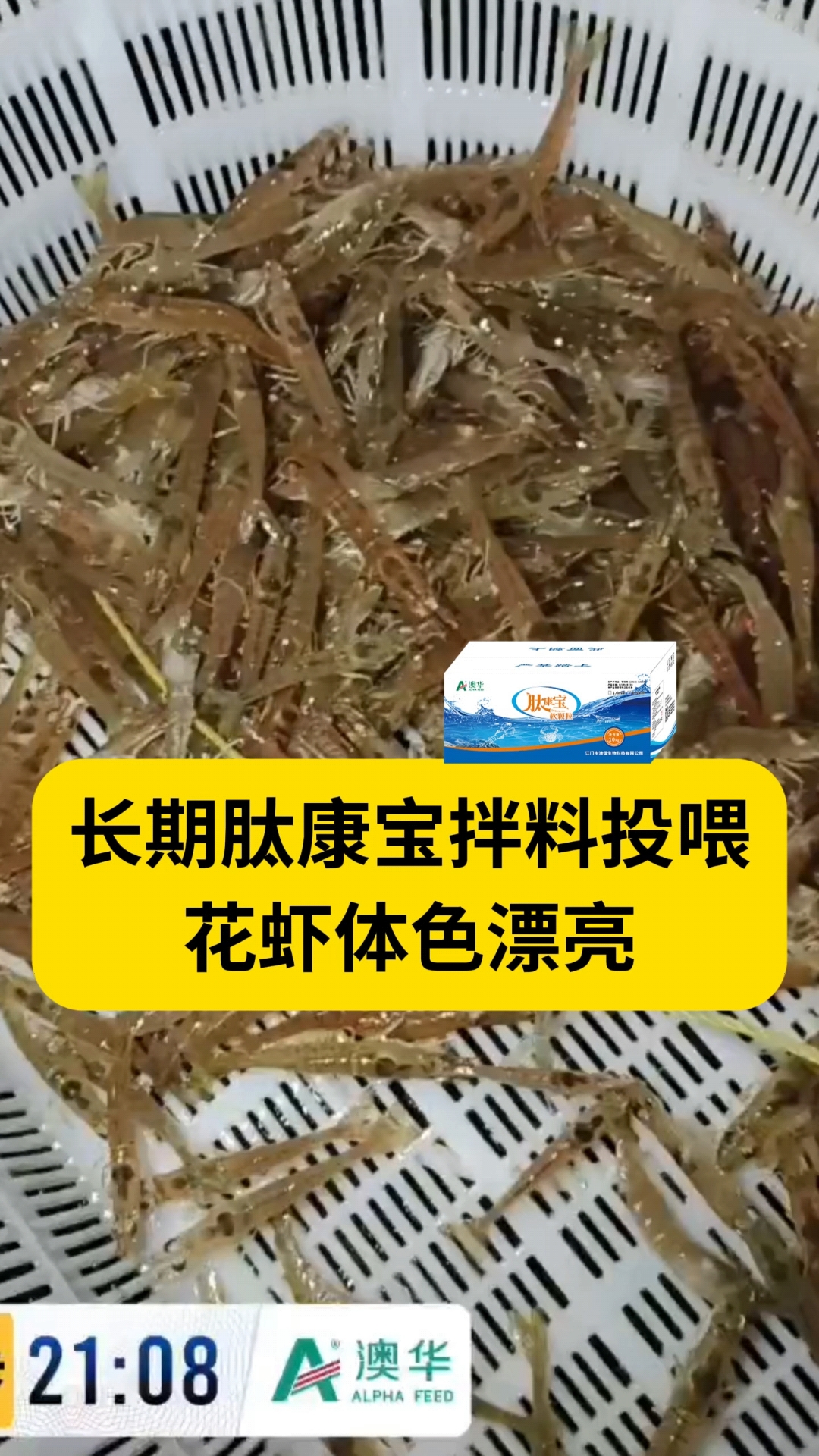 长期用肽康宝软颗粒拌料投喂,花虾体色漂亮#澳保#水产养殖#对