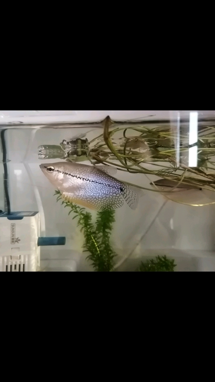 新手小白养鱼首选,非常好养 #珍珠马甲鱼