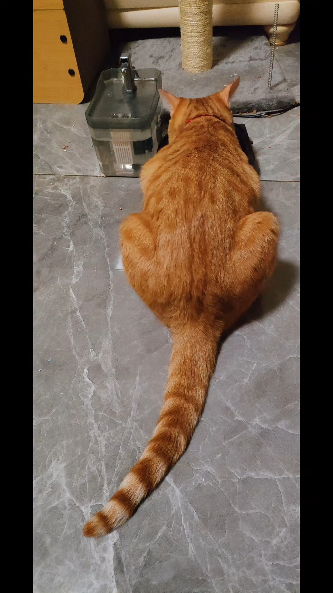 黄油面包小猫
