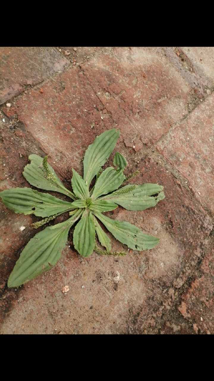 猪耳朵草有什么功效?