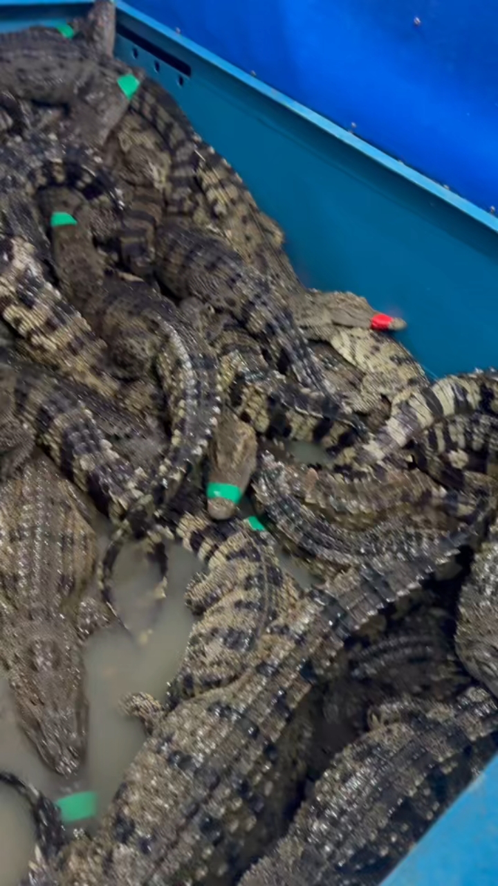 活体鳄鱼15-300斤规格