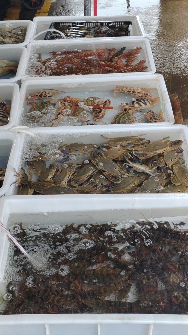 谭门鱼港的海鲜,有一些是才从外海捕捞的,有一些是近海养殖