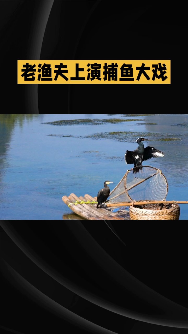鸬鹚捕鱼