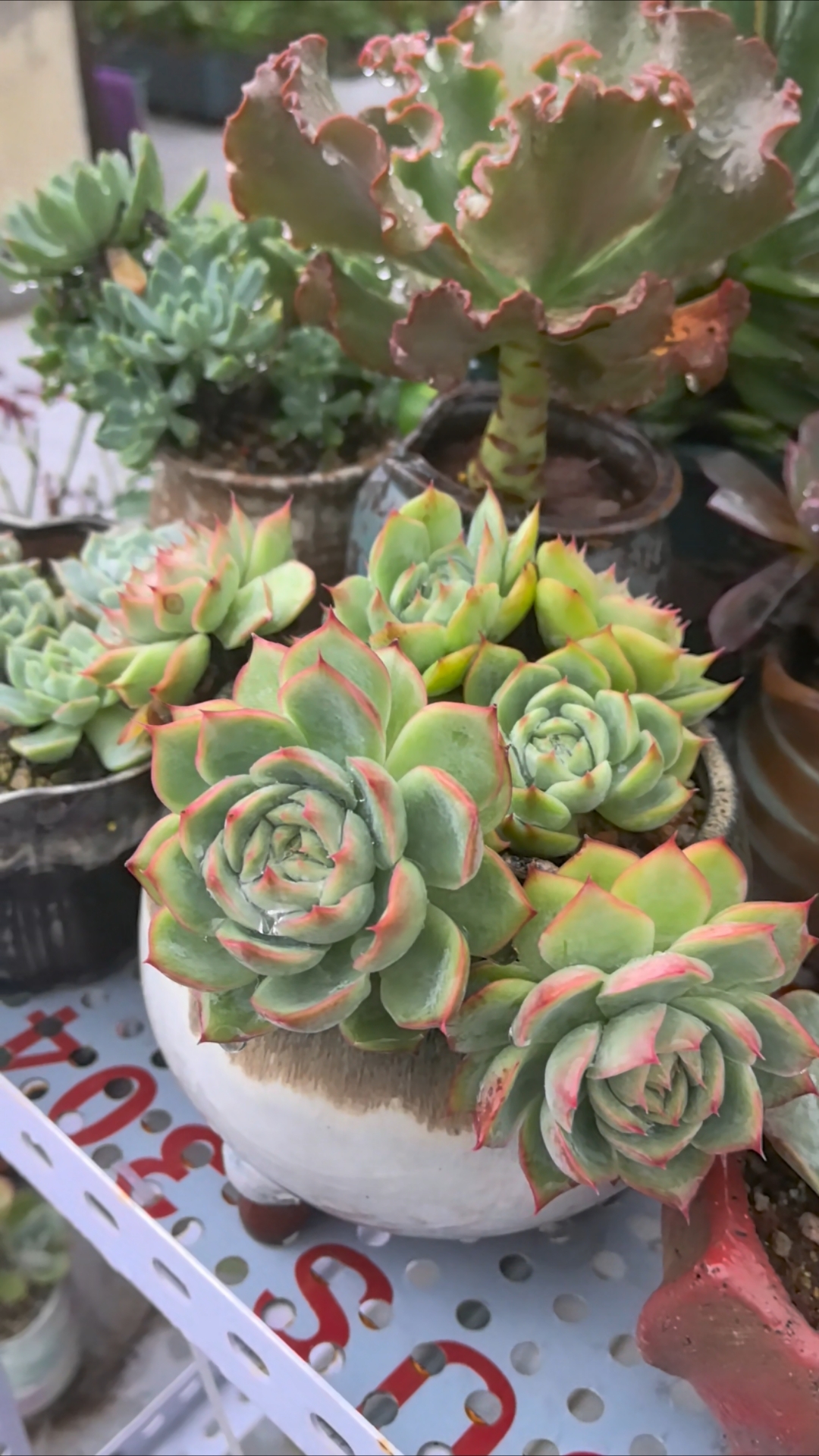 侧影是最好养的莲花座多肉,特别好度夏