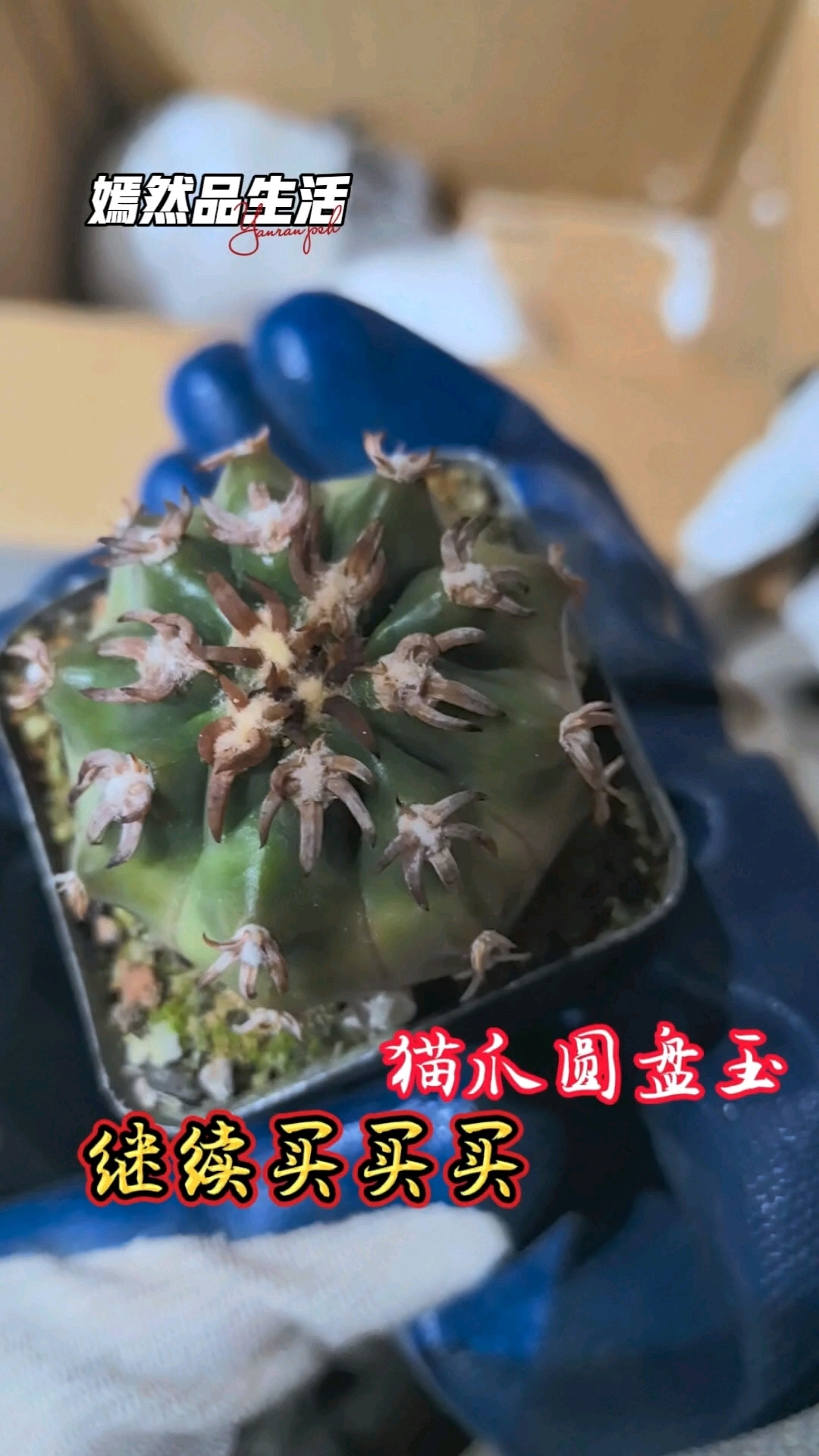 仙人球开箱:猫爪圆盘玉特别推荐的品种,太好看了