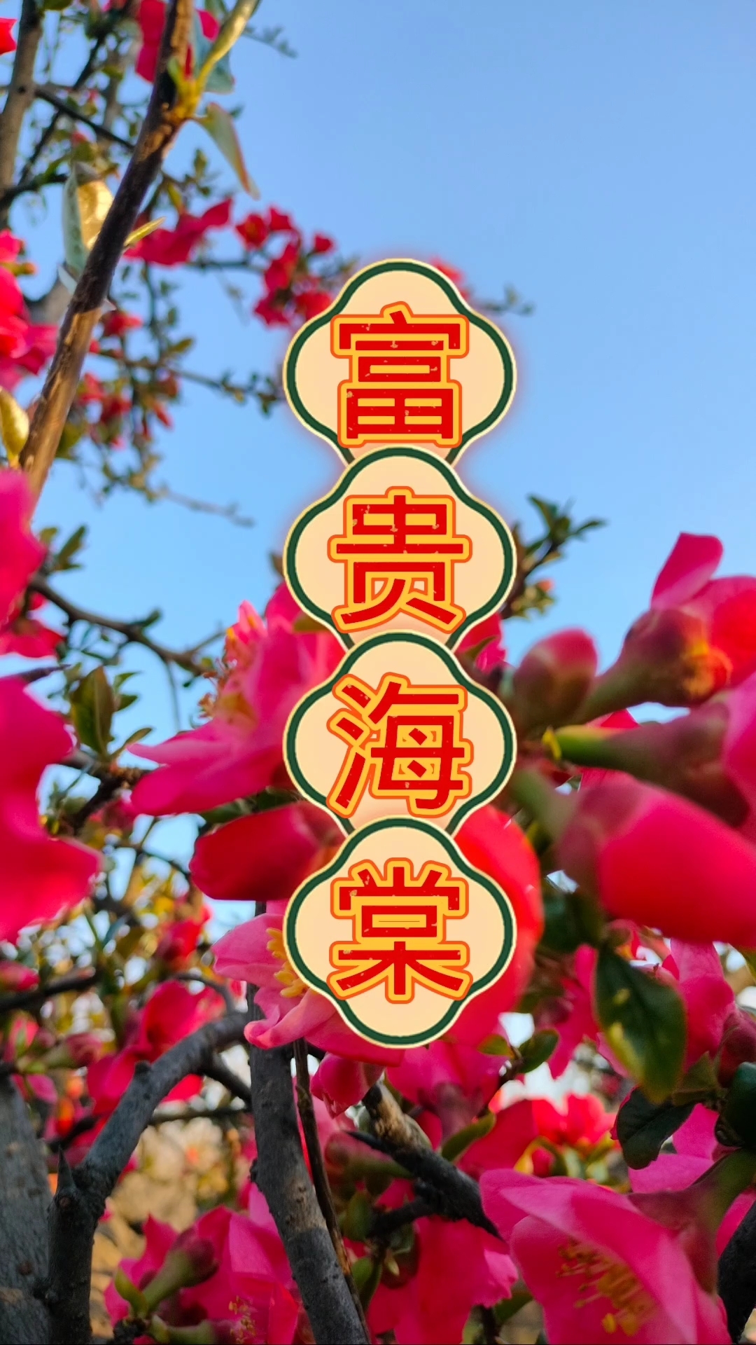 海棠花开