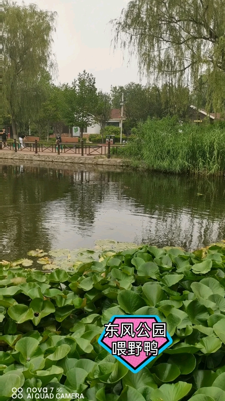 东风公园里的水面上有一群小水鸟和野鸭子,不知道水鸟叫什么名字
