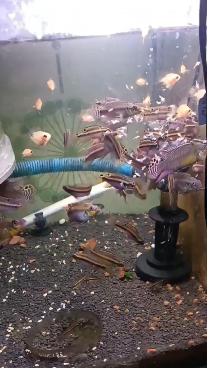 这鱼养的可以吗,短雕鱼,奈及利亚翡翠凤凰鱼