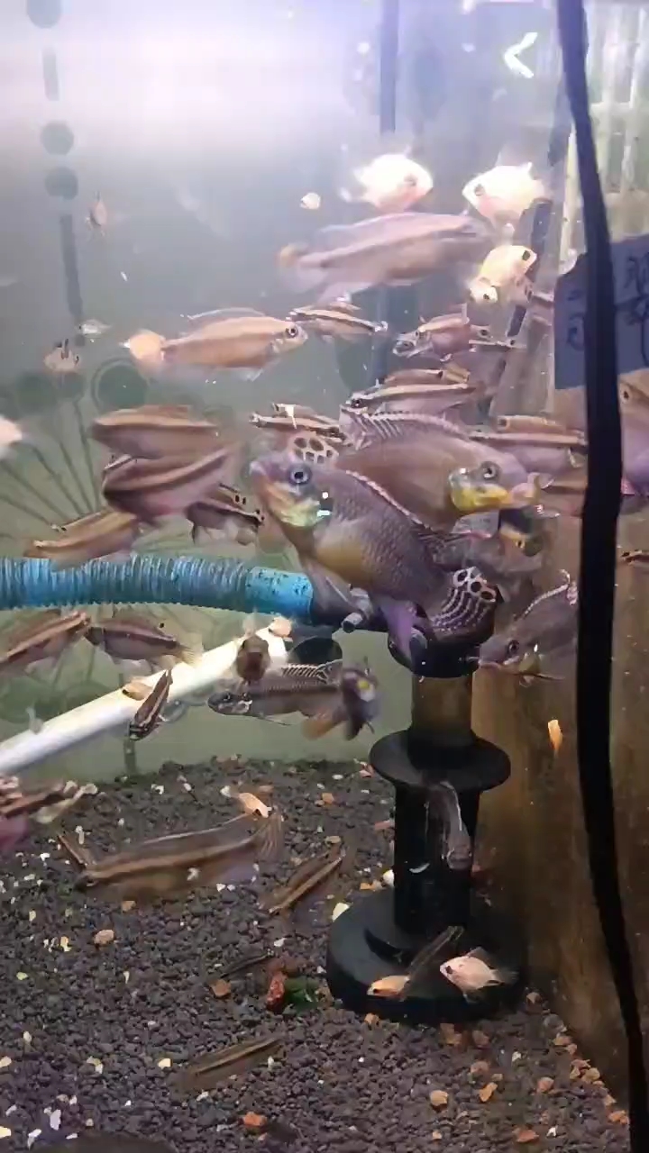 自己繁殖的，奈及利翡翠凤凰，对鱼种鱼都有