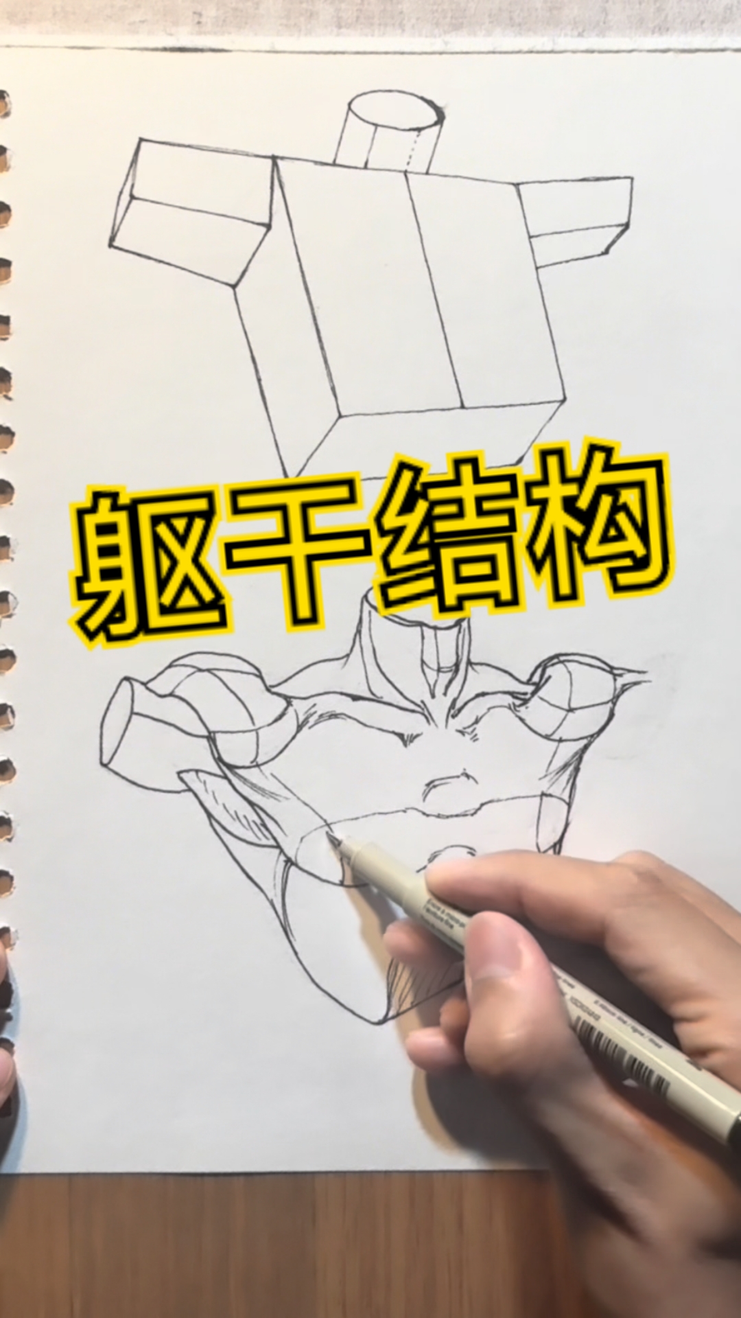 让你秒懂的人体躯干肌肉结构参考