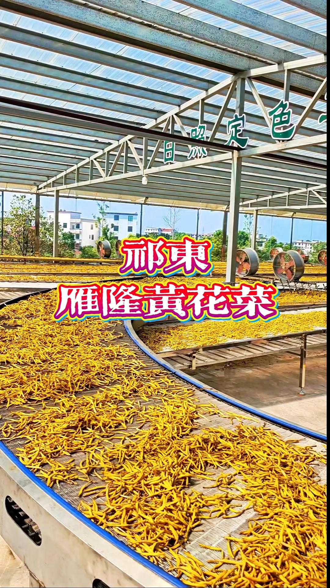 祁东黄花菜加工迎来创新突破,古法还原全自动生产线,给力!