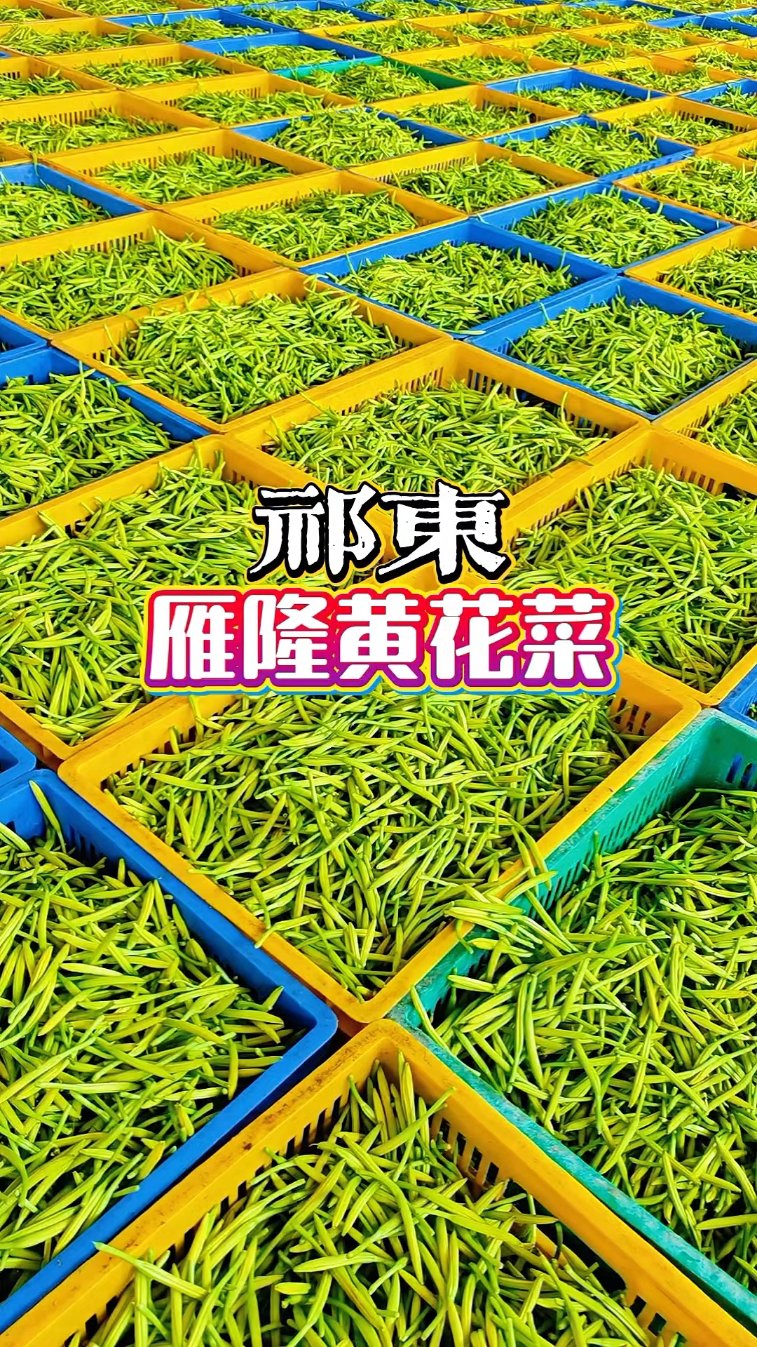 实拍祁东雁隆黄花菜采摘加工流程,古法还原全自动,大胆买放心吃