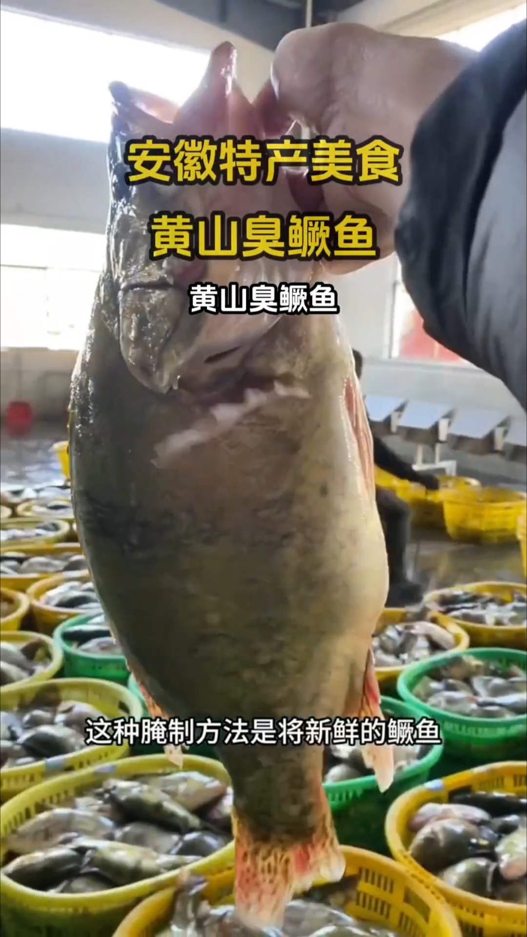 今天再给大家推荐一道徽州食尖的美食,黄山臭鳜鱼!