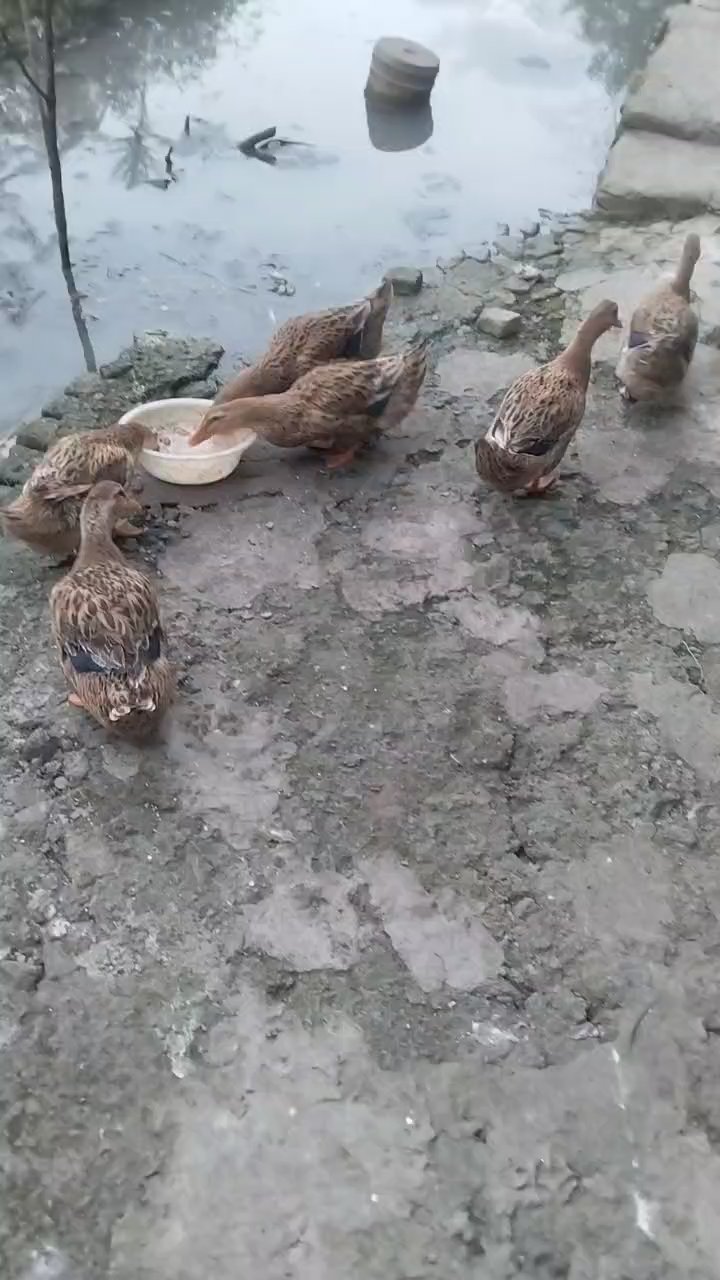 可爱的丑小鸭