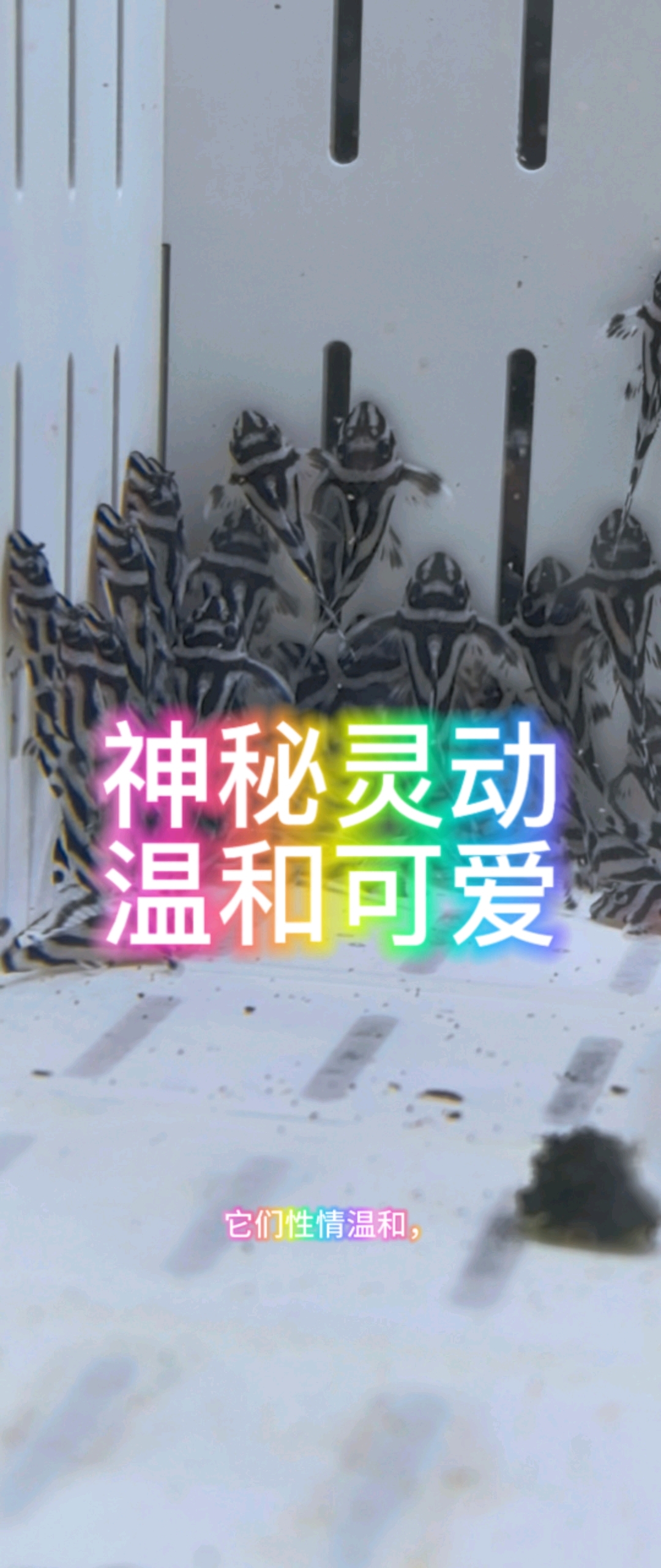 这是什么神仙鱼?神秘灵动、温和可爱