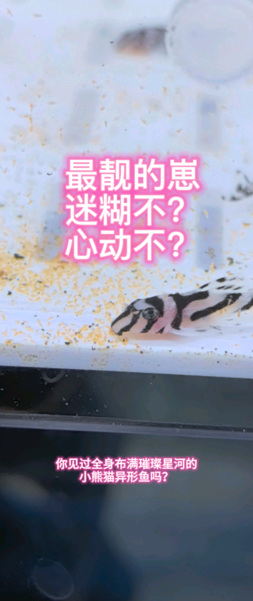 最靓的崽,这样的小熊猫异形鱼,你肯定没见过!
