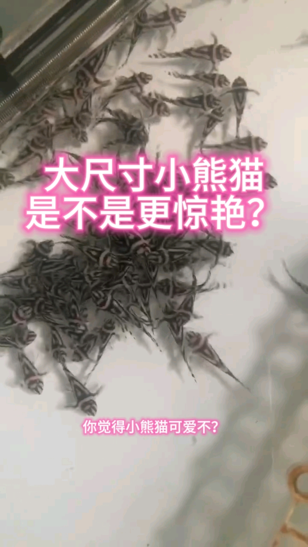 大尺寸的熊猫异形鱼,是不是更惊艳?水中漫步的大熊猫!