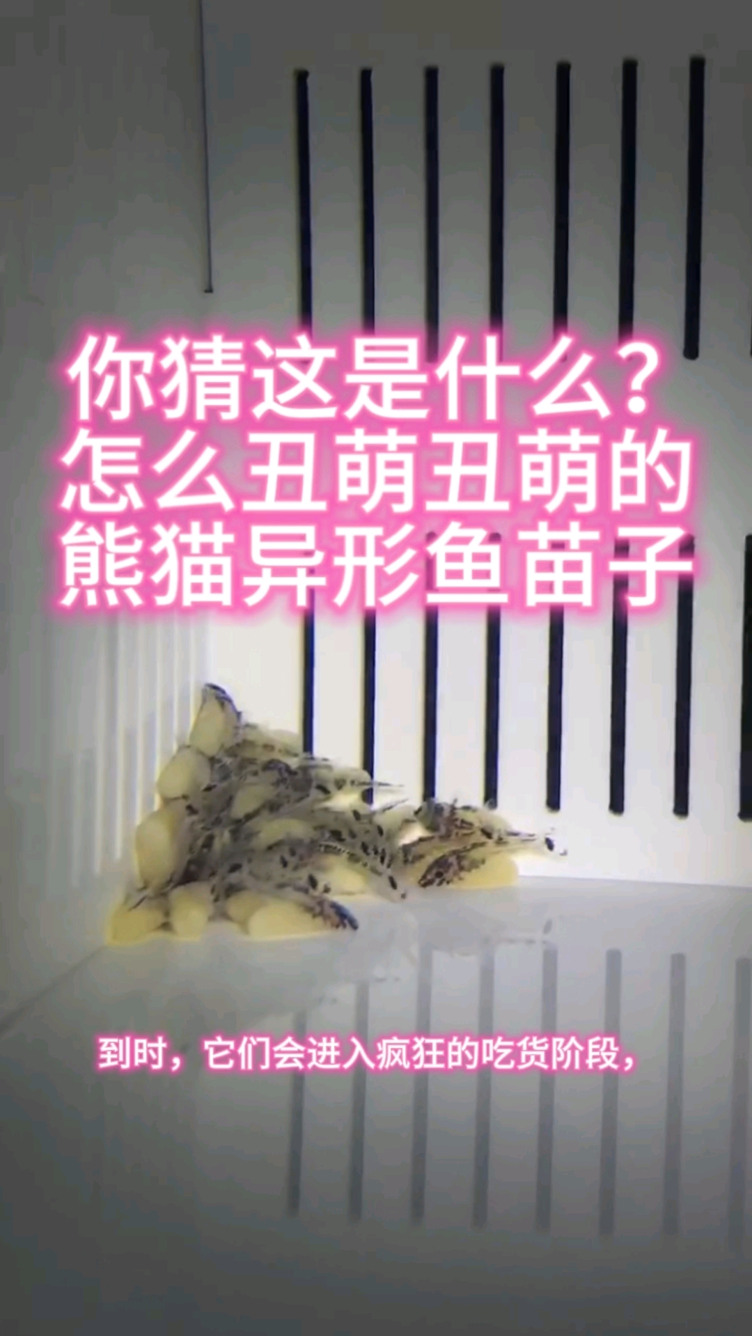 你猜猜这是什么?小时候丑萌丑萌的,长大后帅到爆表,熊猫异形鱼