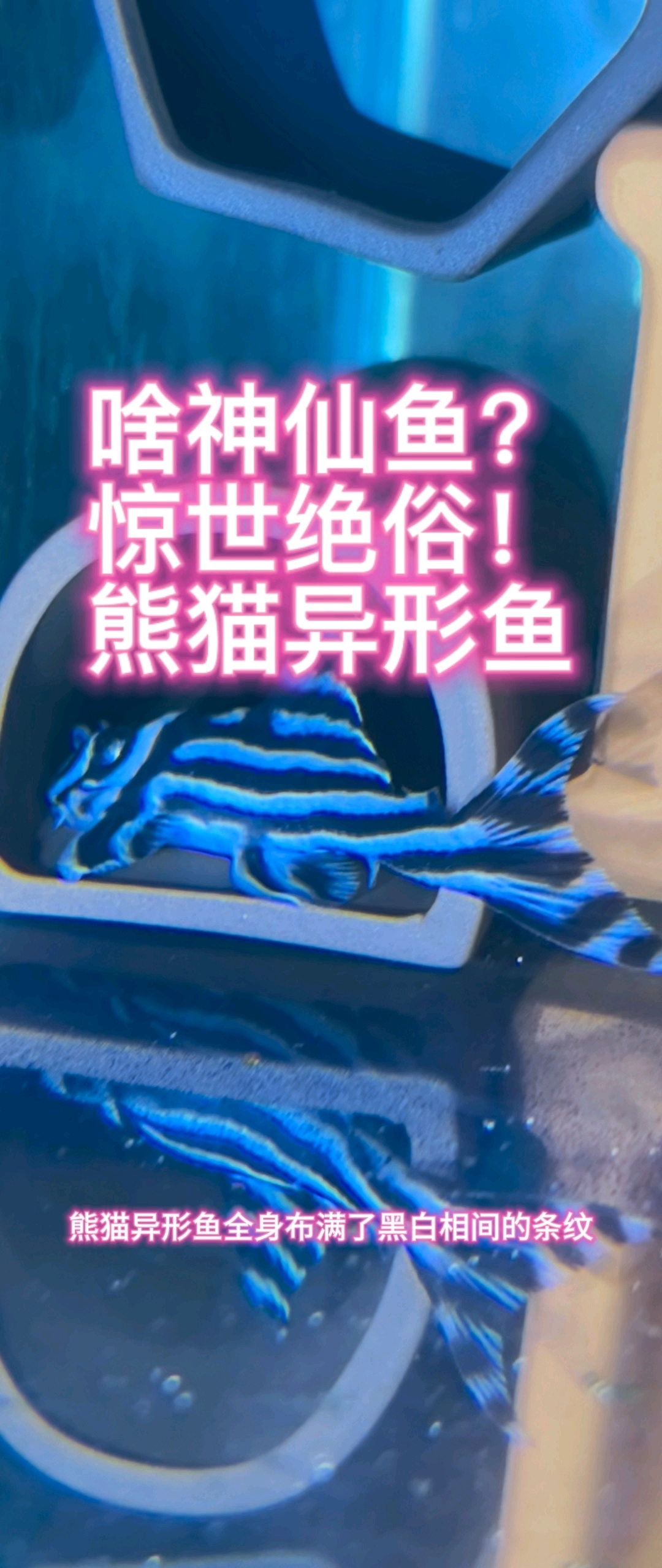 这是什么神仙鱼?惊世绝俗的容颜!人见人爱的熊猫异形鱼!