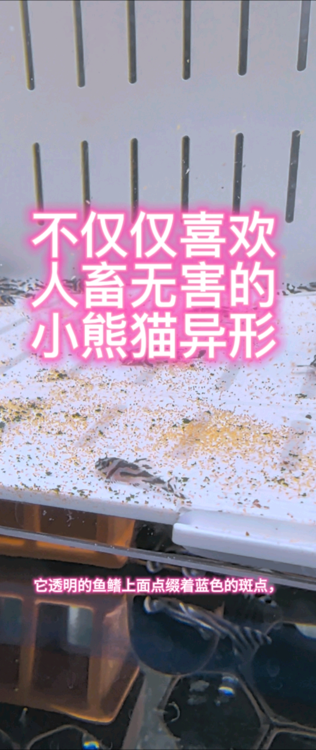 不仅仅是喜欢,人畜无害的小熊猫异形鱼!