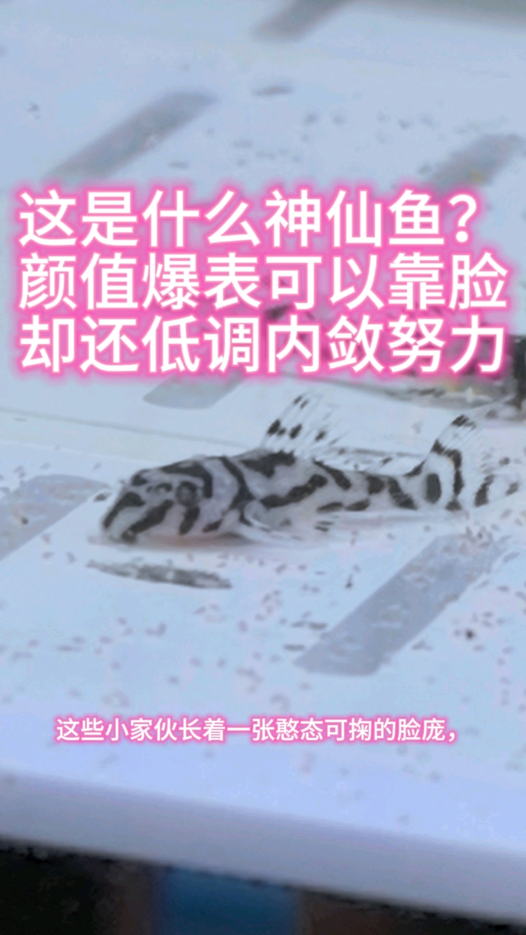 这是什么神仙鱼?颜值爆表可以靠脸,却低调内敛努力,熊猫异形鱼