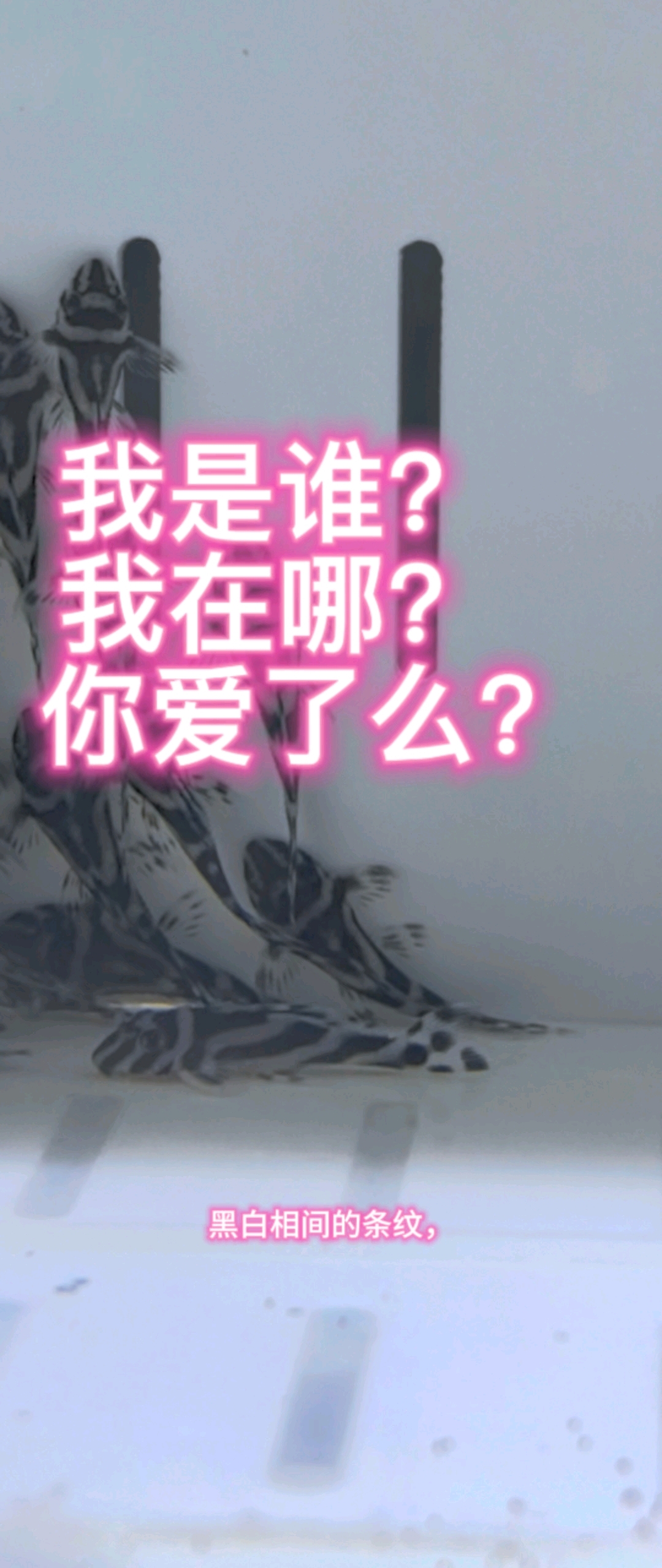 我是谁?我在哪?这样呆萌的熊猫异形鱼,你爱了么?