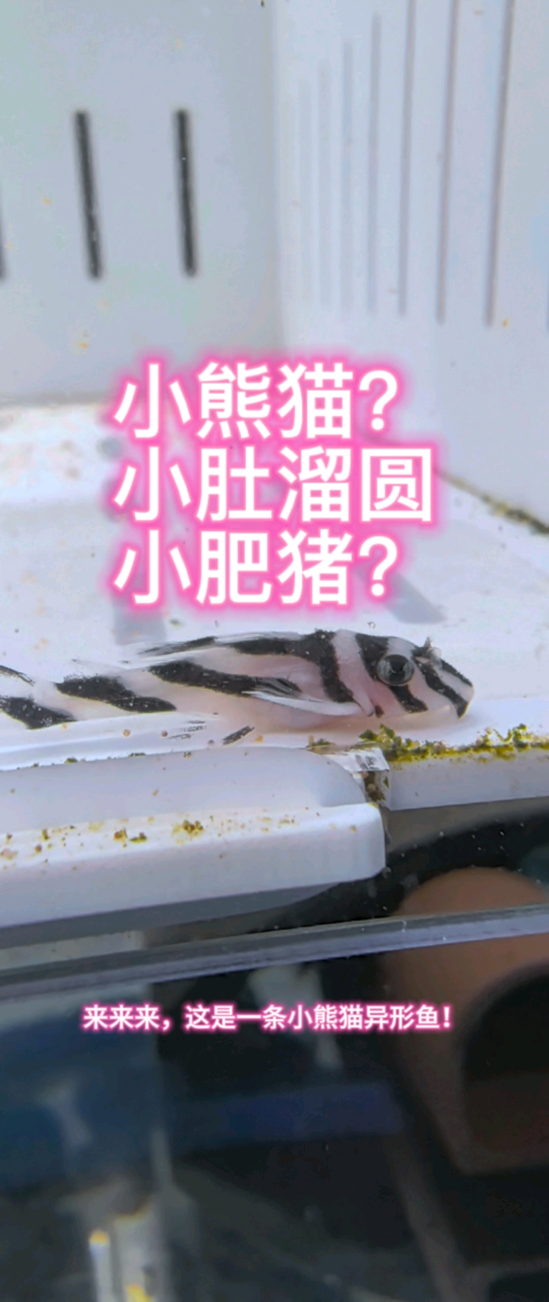 呆萌可爱的小熊猫异形鱼,咋变成小肚溜圆的小肥猪。
