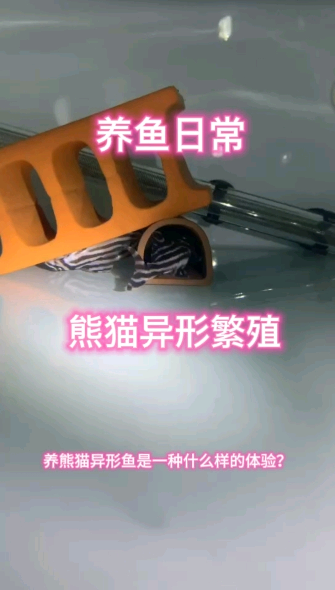 熊猫异形鱼繁殖,养鱼人的快乐你永远不懂