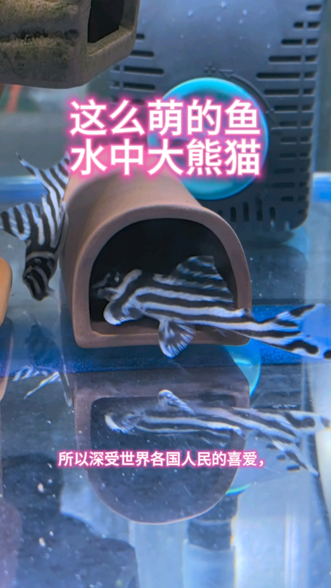 你见过这么萌的鱼么?水中精灵熊猫异形鱼!