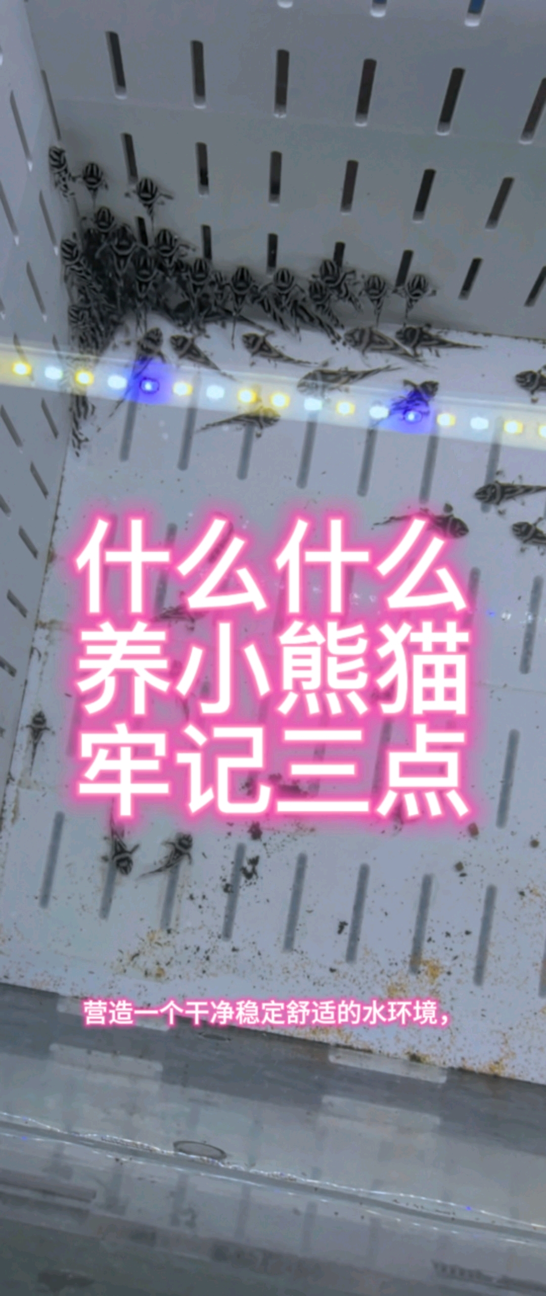 什么什么?养好小熊猫异形鱼,只需要牢记以下三点!