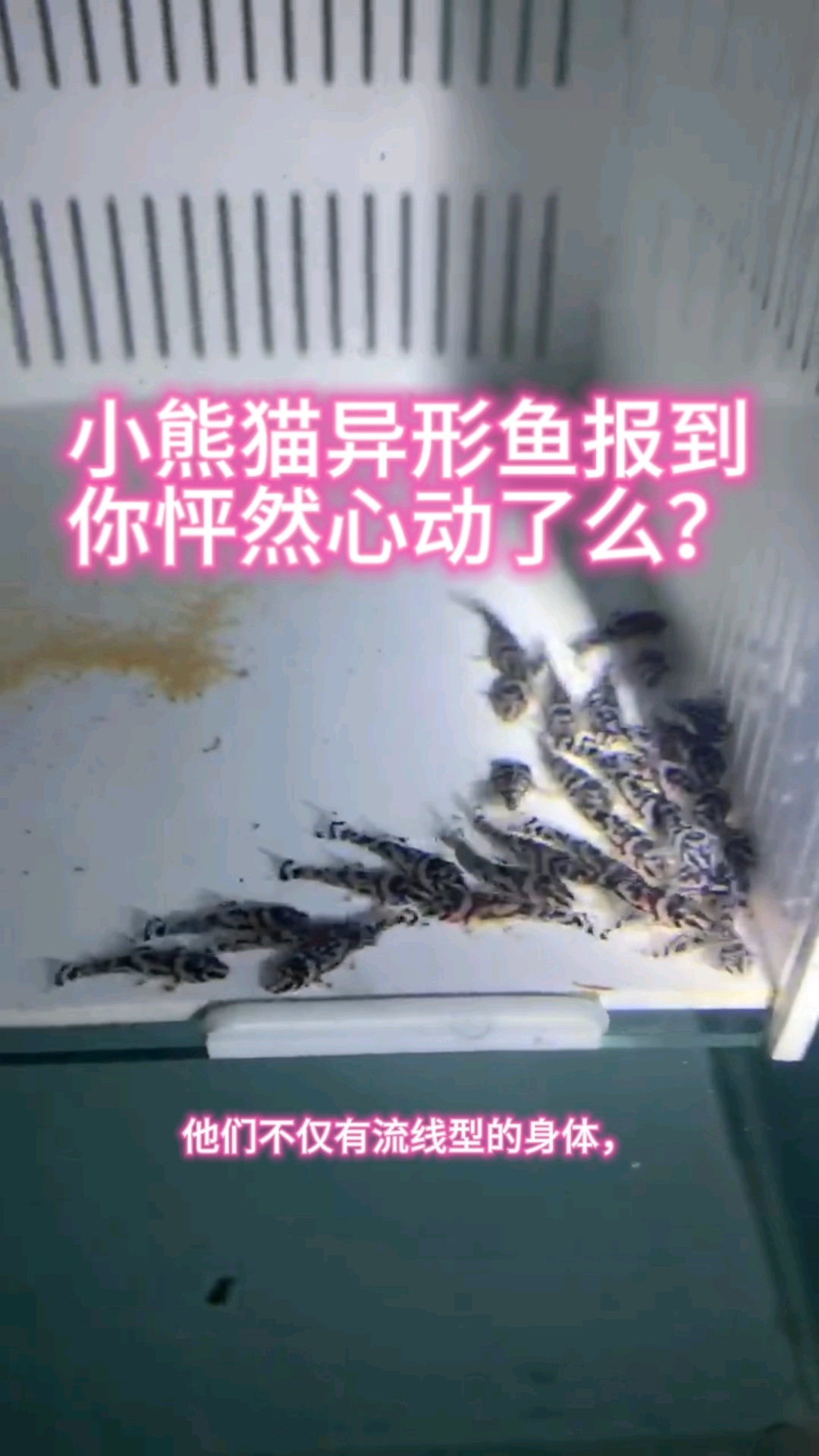 小熊猫异形鱼报道,你怦然心动了么?