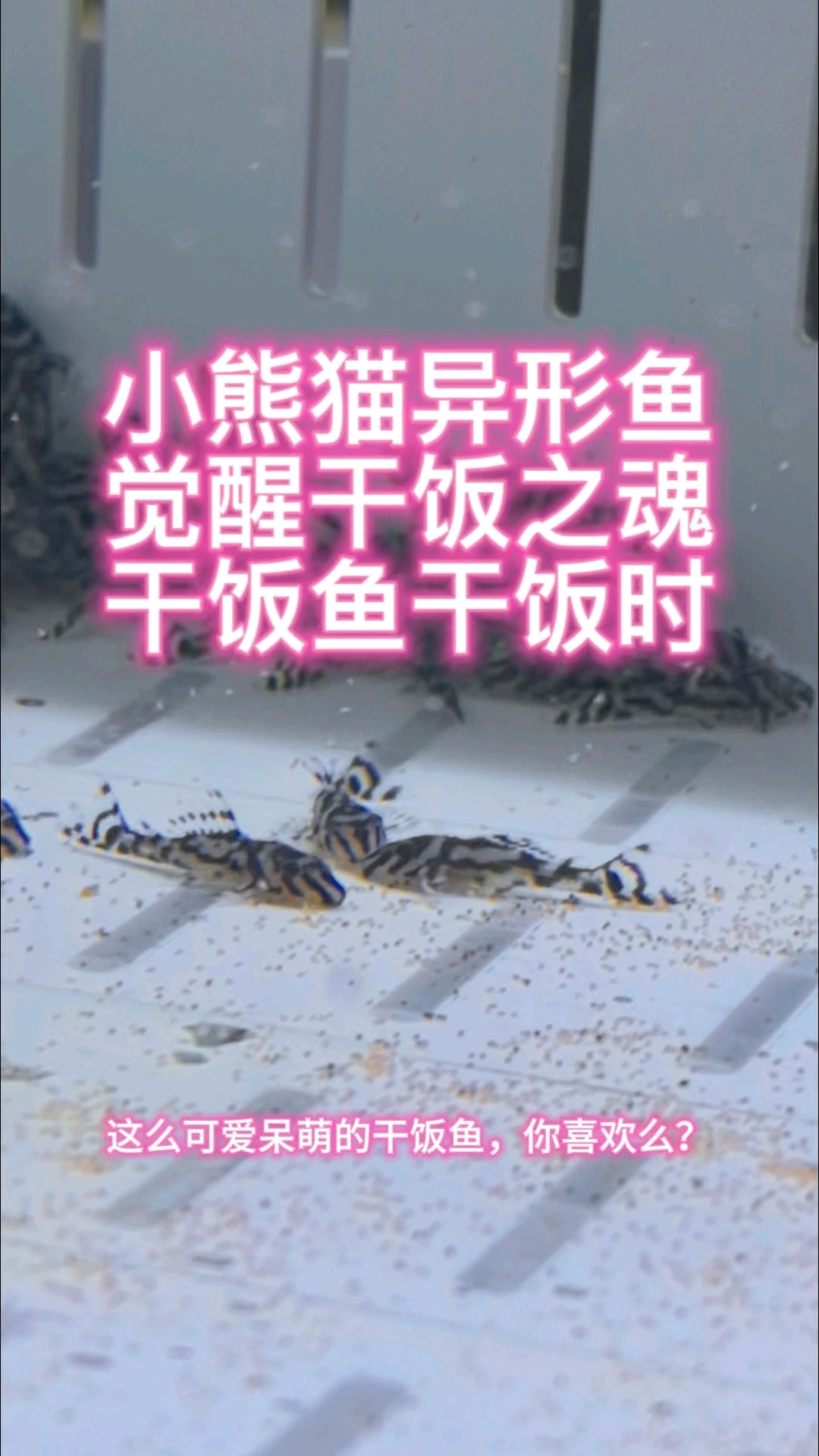 小熊猫异形鱼,觉醒干饭之魂,干饭鱼干饭时!