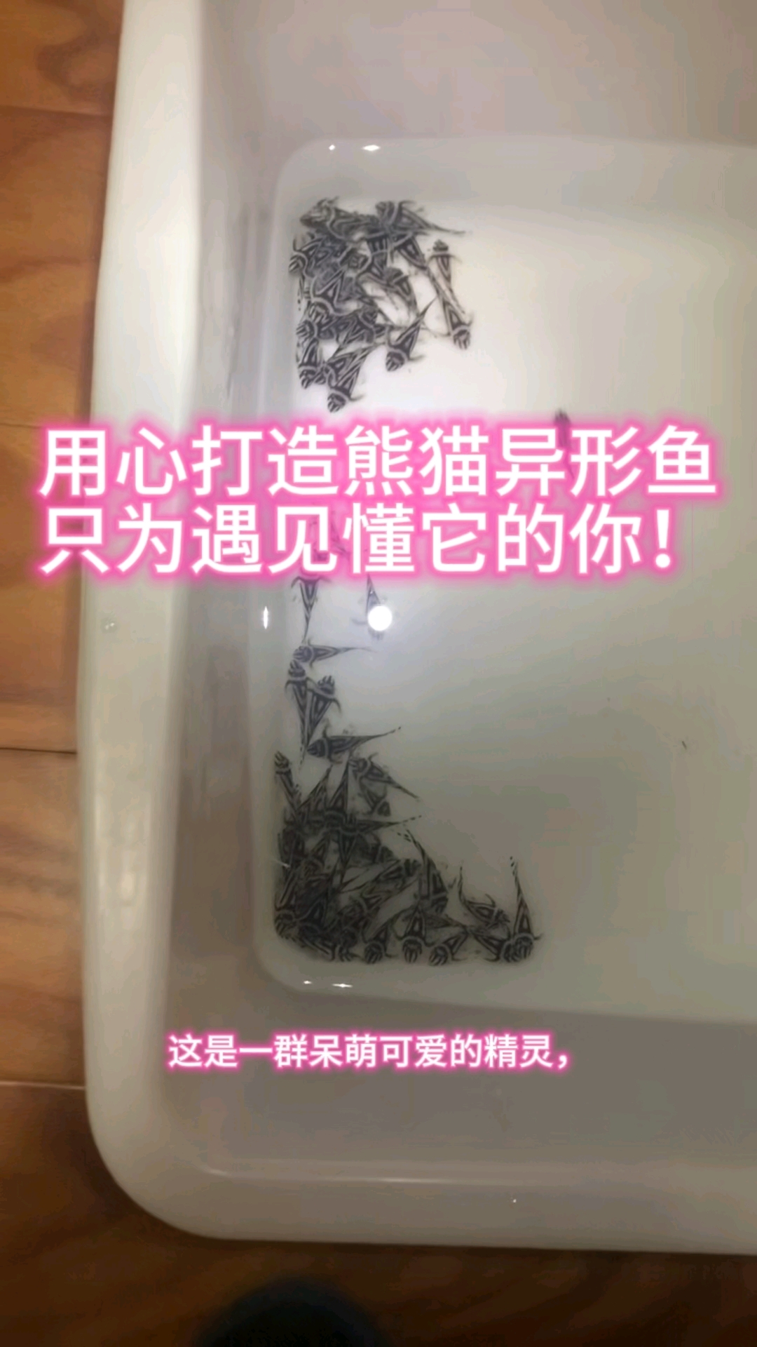 用心打造精品熊猫异形鱼,只为遇见真正懂它的你!
