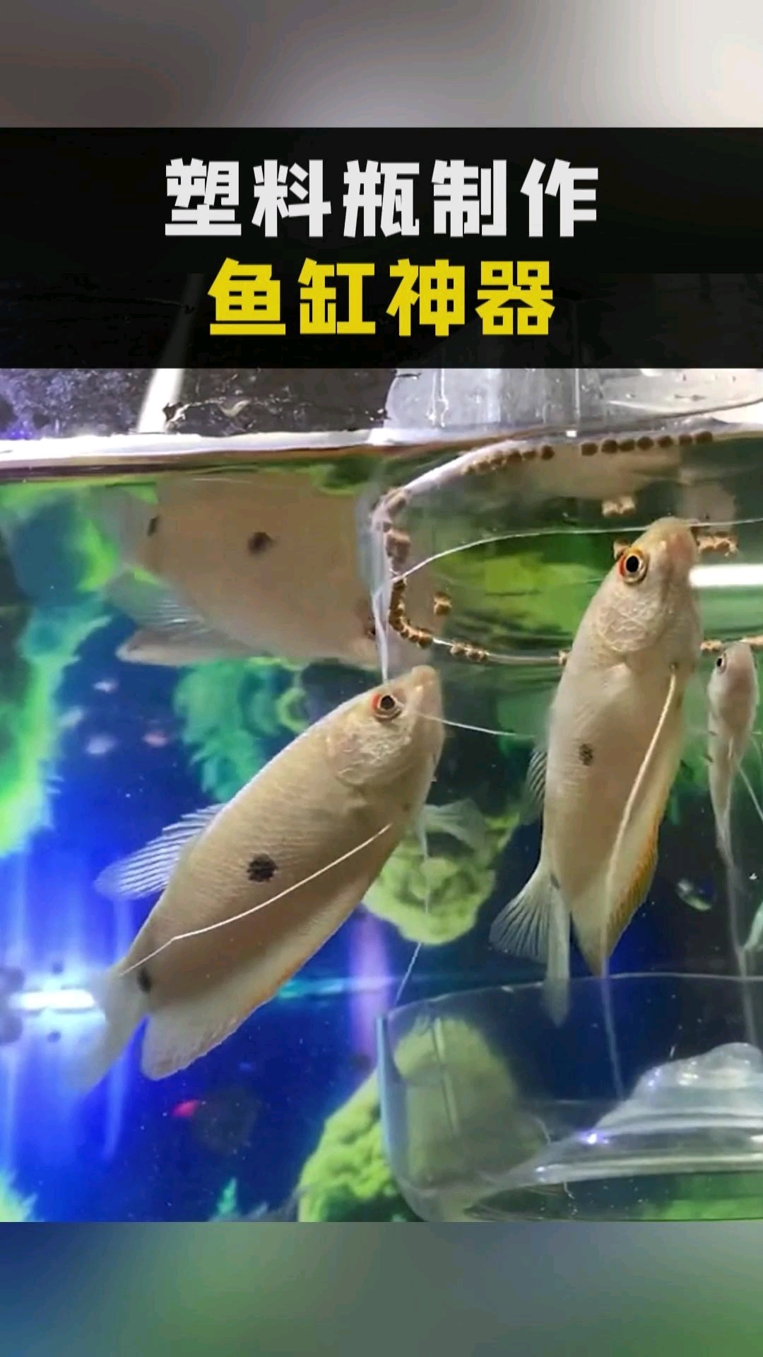 用塑料瓶制作鱼缸喂食神器,让养鱼变得更简单鱼缸更容易打理。#