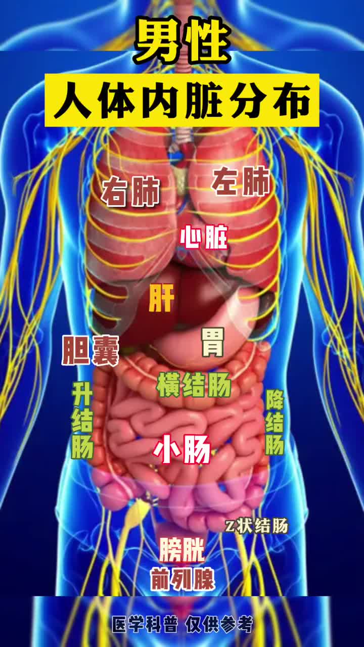 男性人体内脏分布