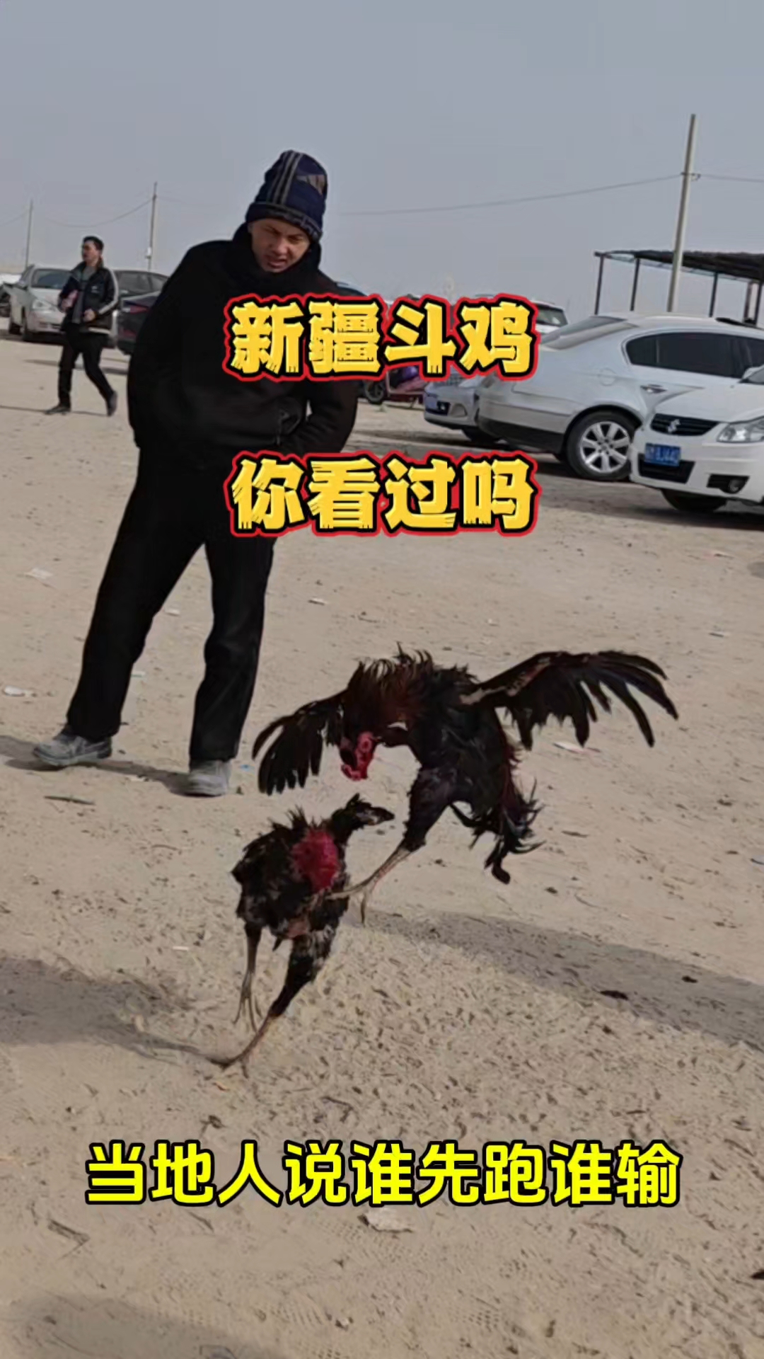 新疆斗鸡,你看过吗?当地人说,哪个鸡先跑了就是哪个鸡先输了!