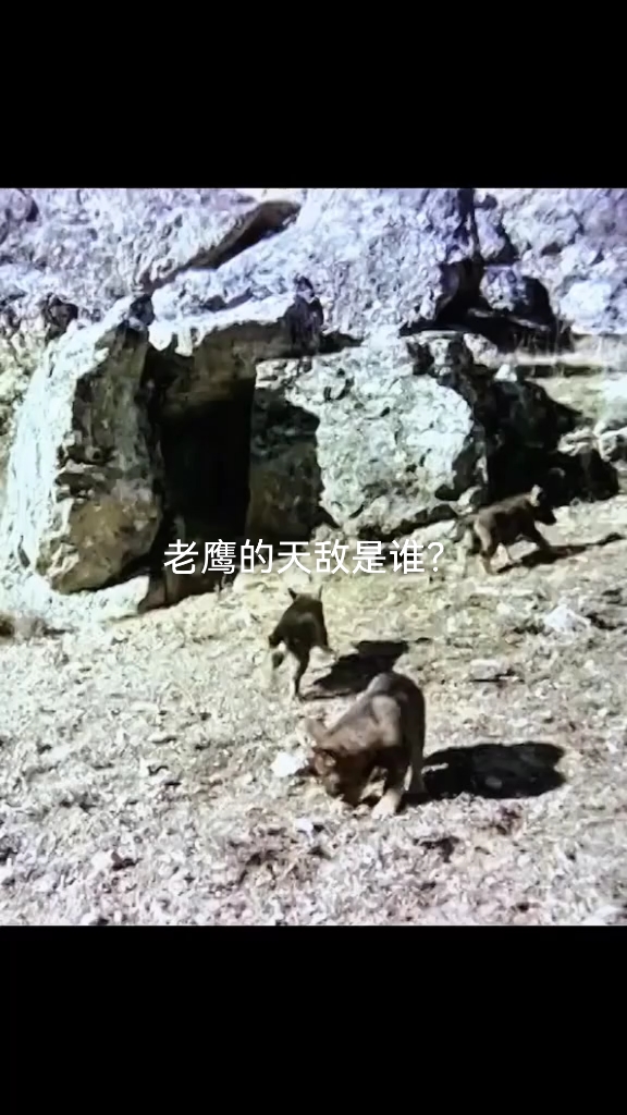 老鹰的天敌到底是什么?陆地的猛兽摸不着它,空中好像也没有对手