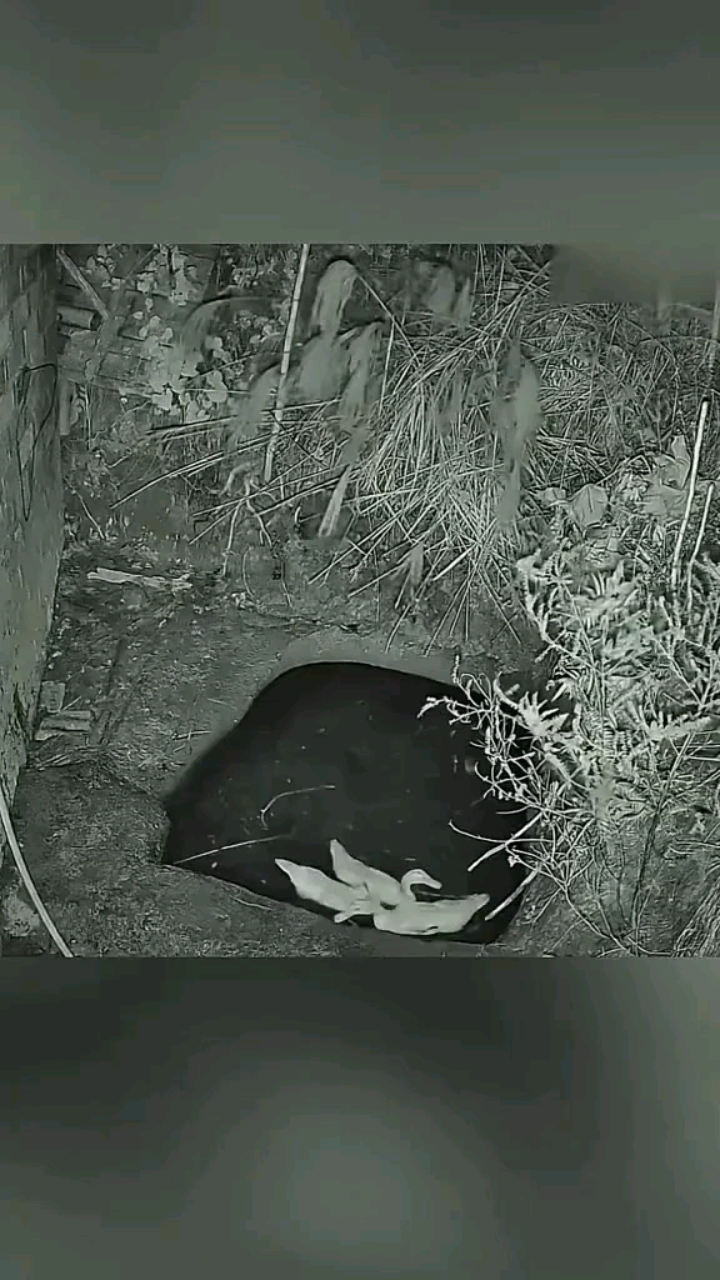 谁说猫不会游泳?这只豹猫居然敢跳入水中抓鸭子