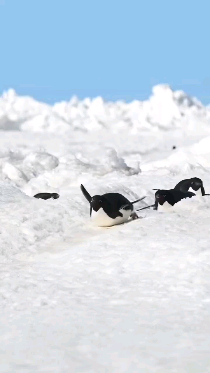 企鹅为什么能在雪面上滑行？看着是不是觉得挺羡慕的！