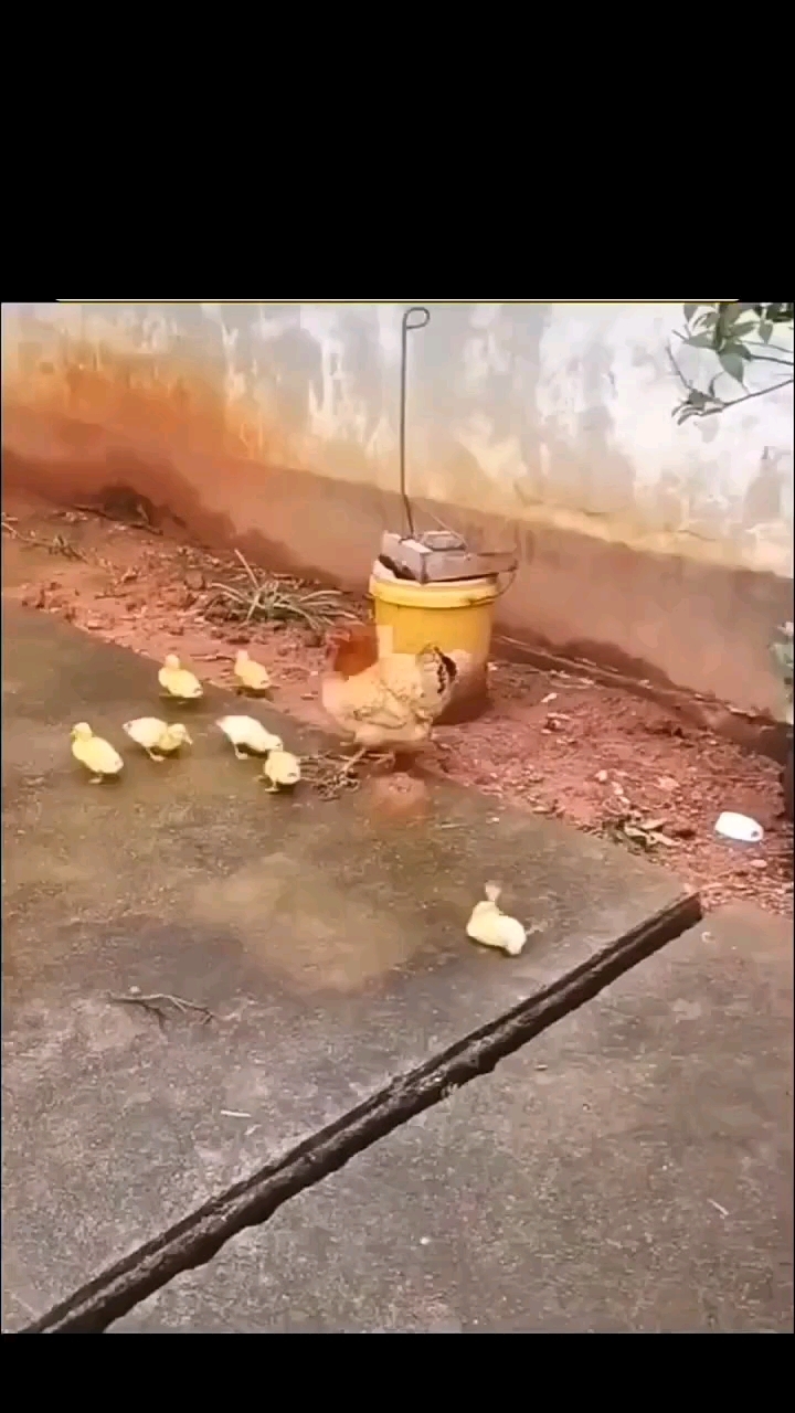 母鸡:躺地上不起来是吧,我来帮助你!