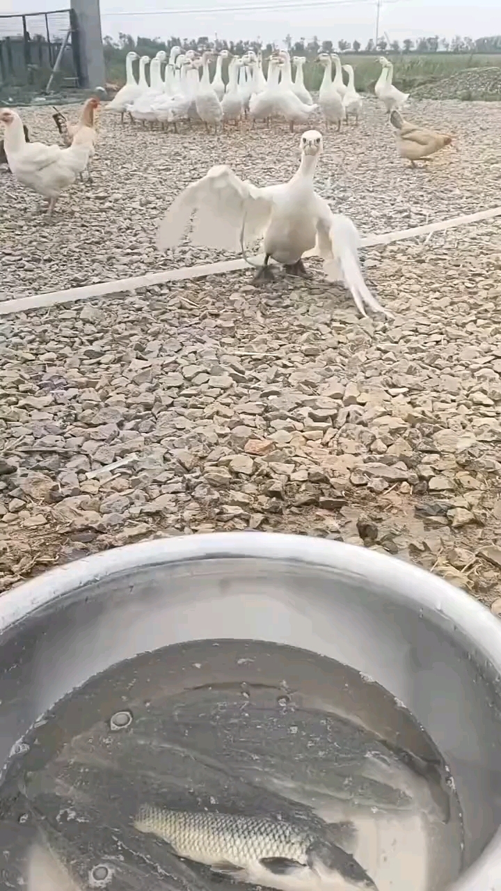 鸬鹚吃鱼的速度有多快?这鱼都没反应过来就已经进肚子里了 