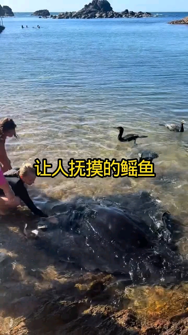 这条鳐鱼能长这么大已经不容易，并且还一点不怕人